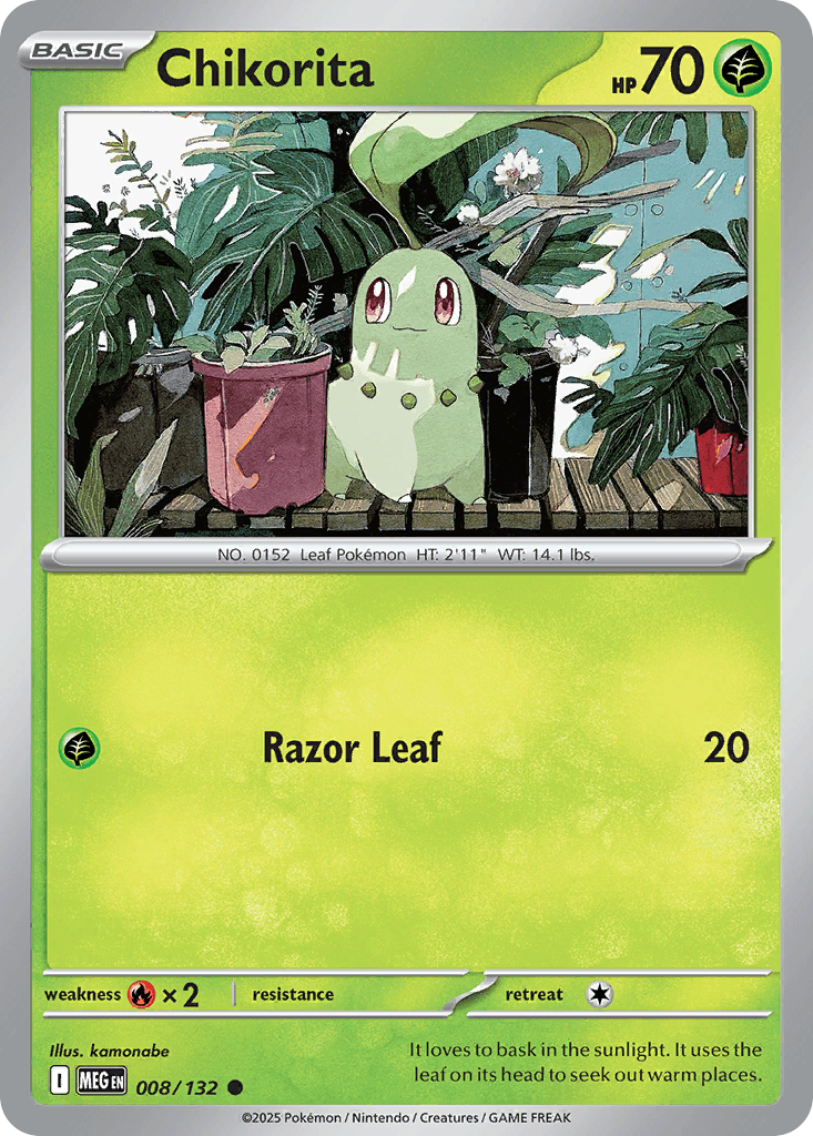 Endivie (Chikorita)